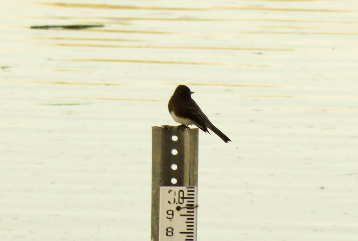 svartfibi - ML646949930