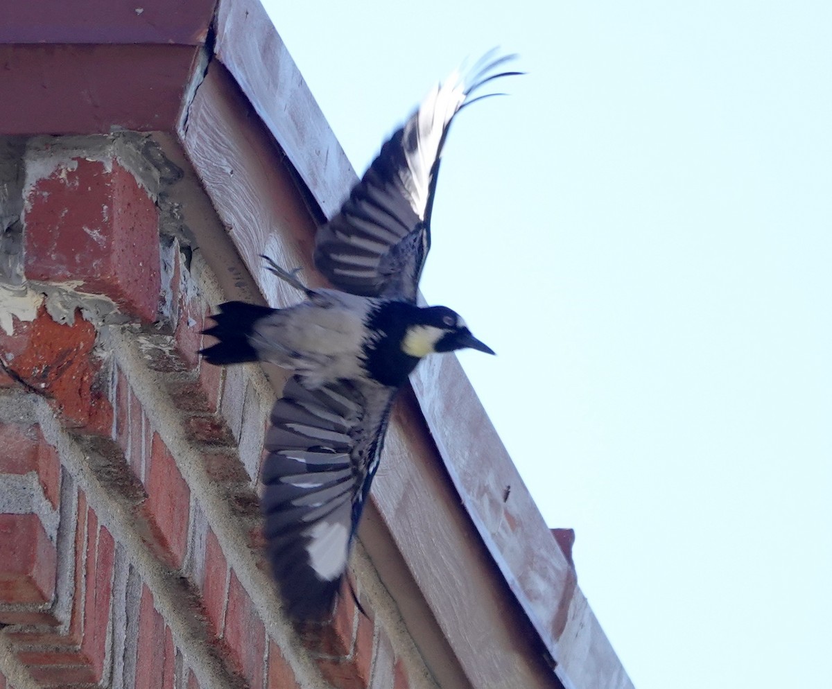 Acorn Woodpecker - ML646949932