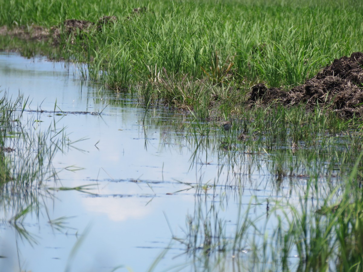 Archibebe sp. - ML646949933