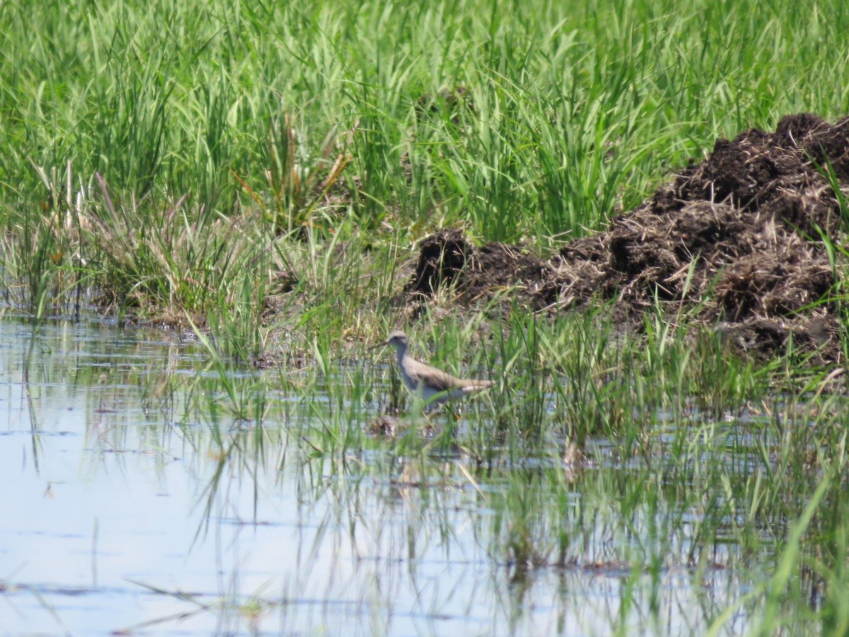 Archibebe sp. - ML646949934