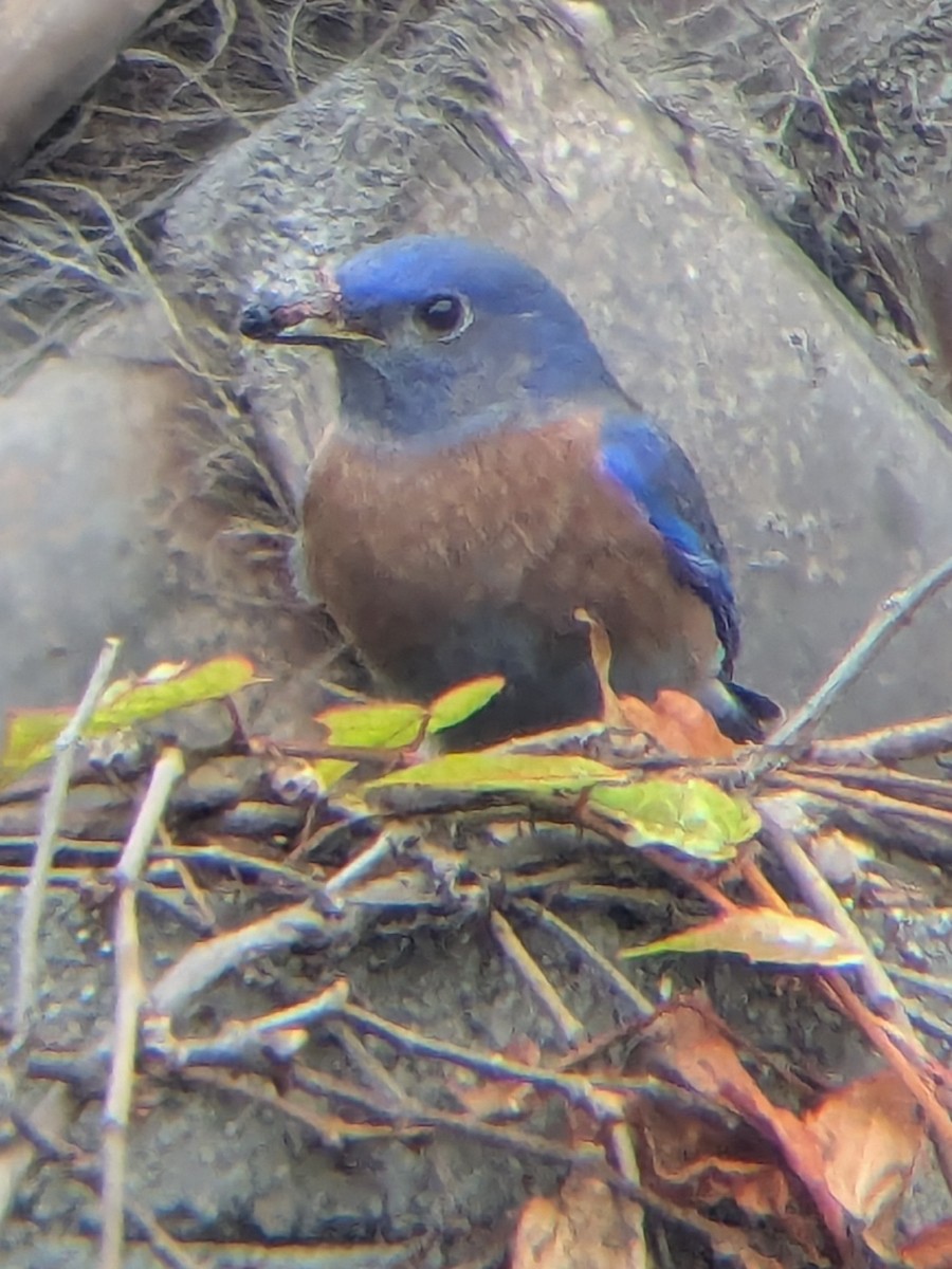 Western Bluebird - ML646949935