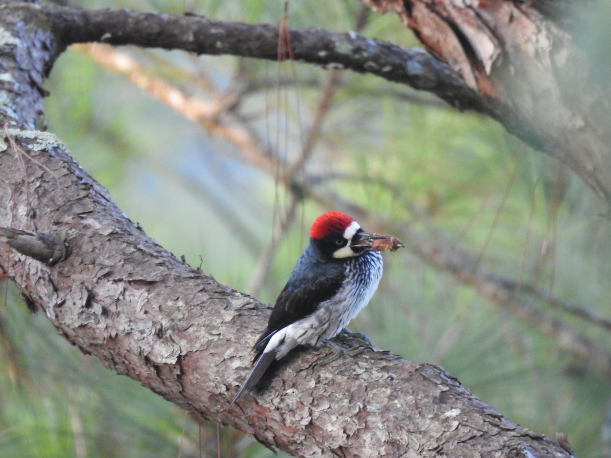 Acorn Woodpecker - ML646949941