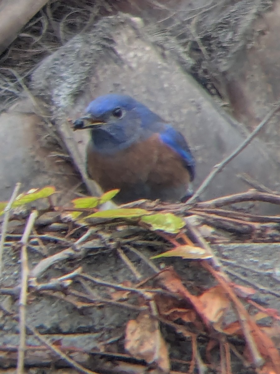 Western Bluebird - ML646949942
