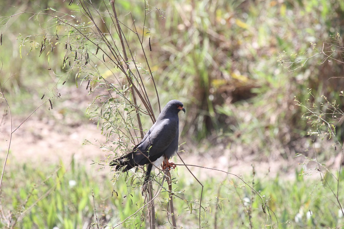 Snail Kite - ML646949943