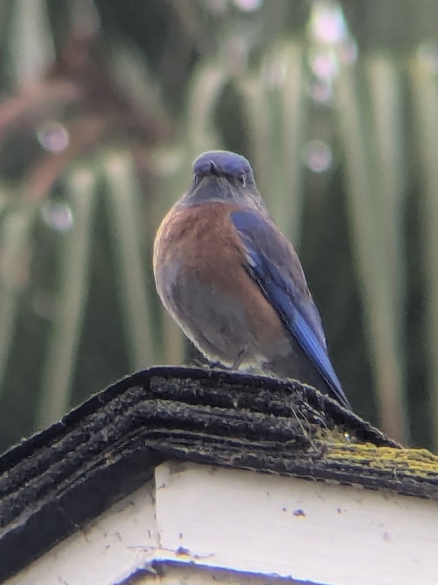 Western Bluebird - ML646949945