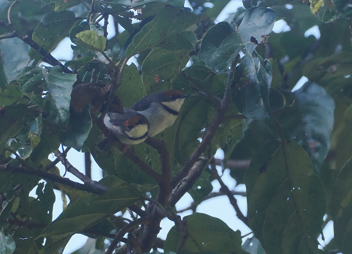 Turner's Eremomela - ML646949946