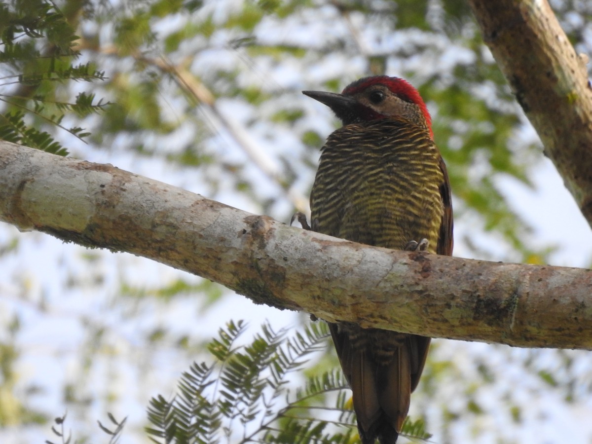 Golden-olive Woodpecker - ML646949947