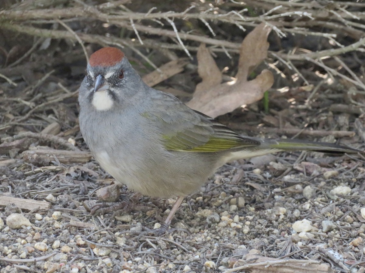 Green-tailed Towhee - ML646949948