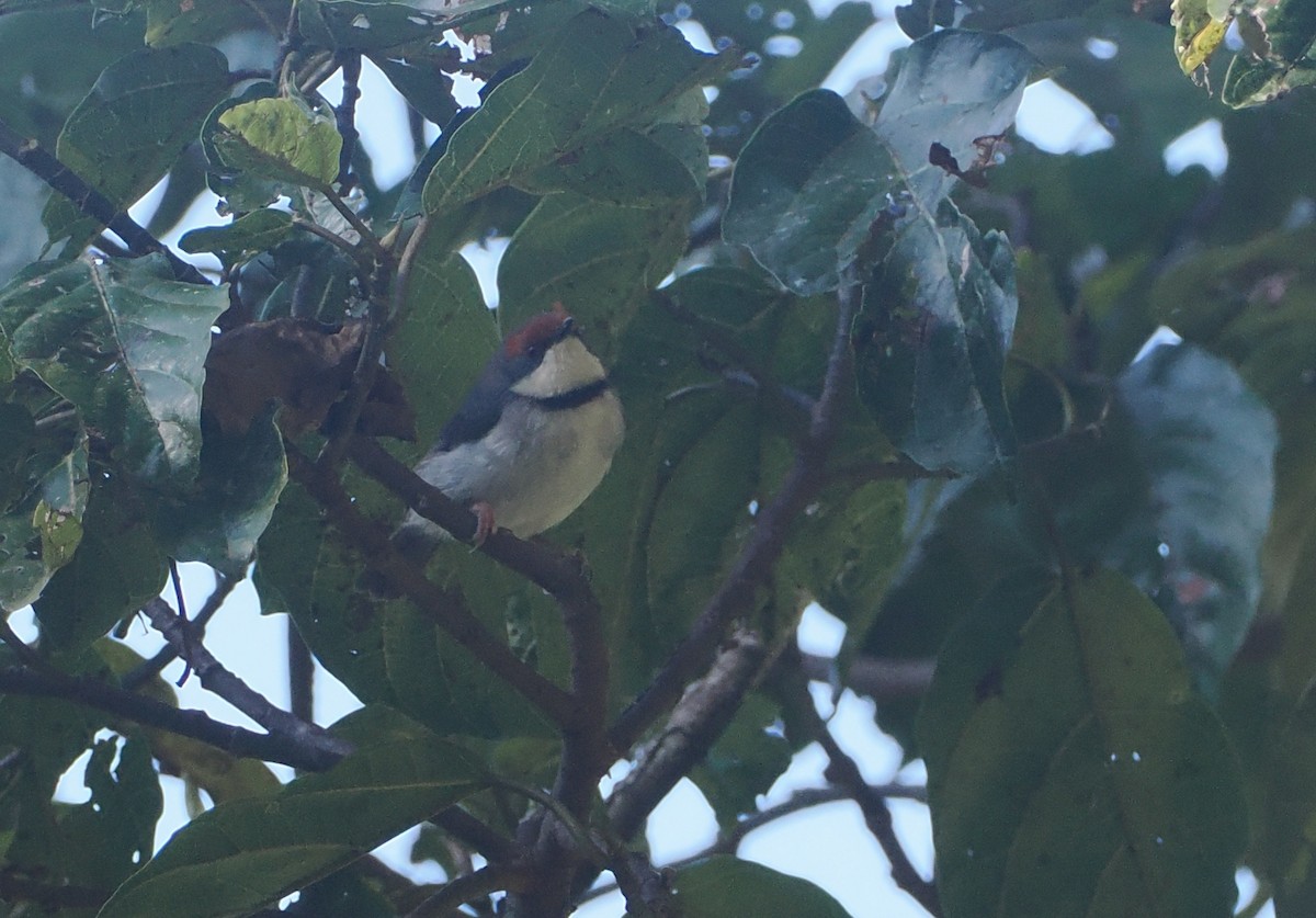 Turner's Eremomela - ML646949951