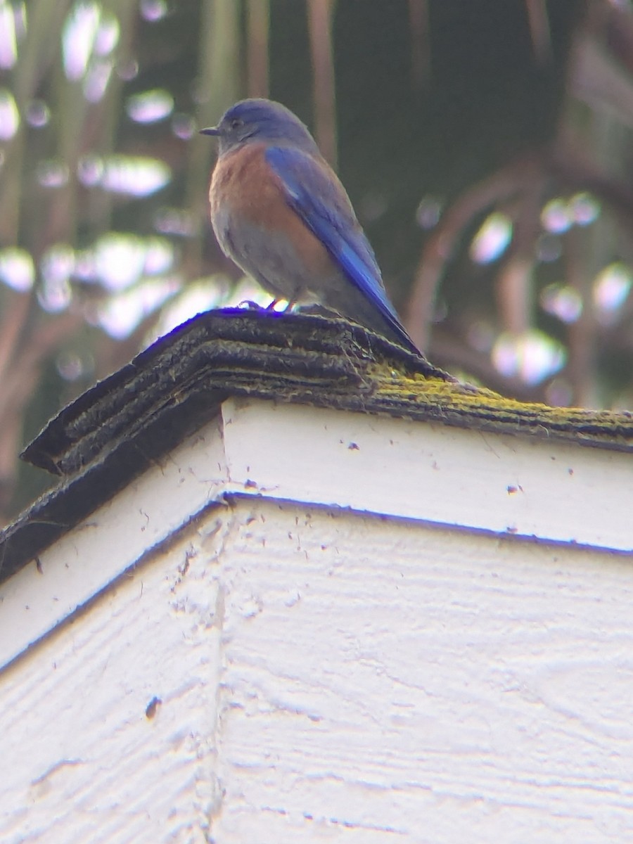 Western Bluebird - ML646949953