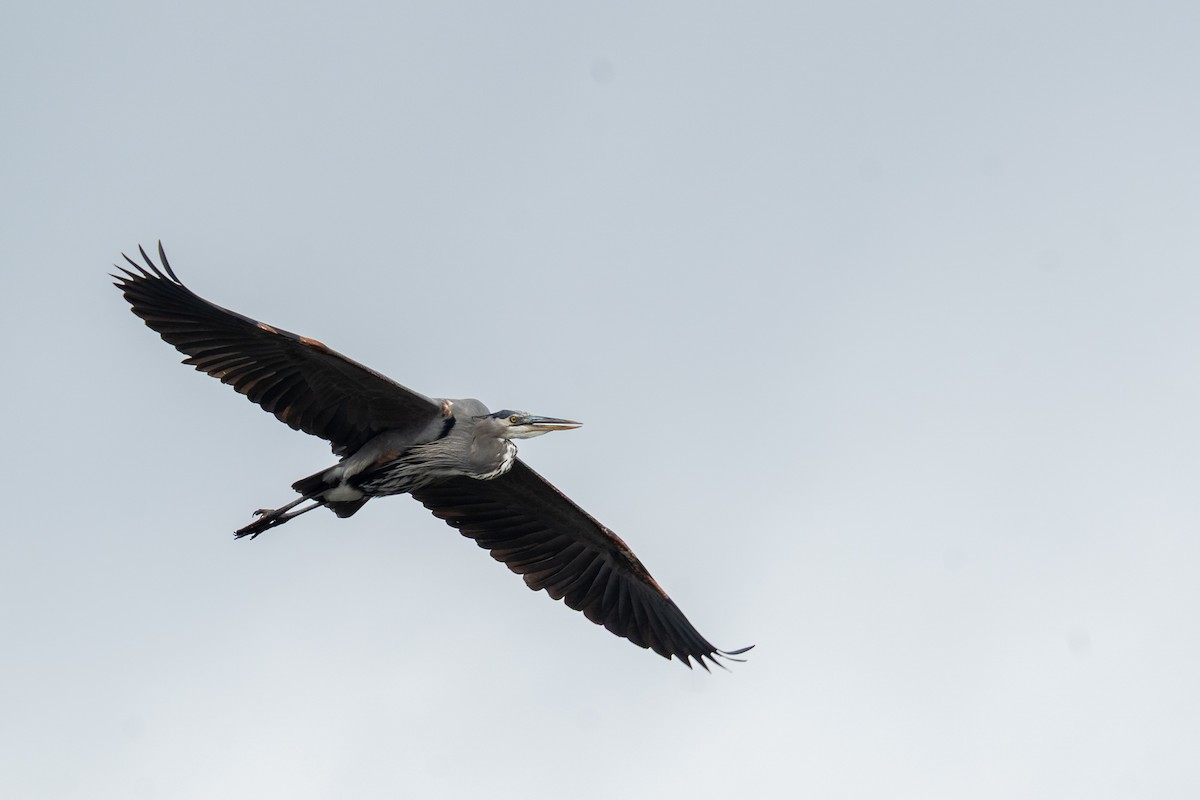 Great Blue Heron - ML646949955
