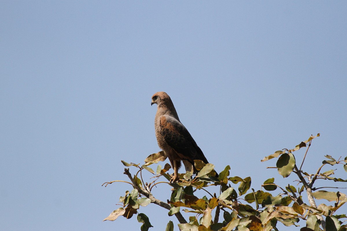 Savanna Hawk - ML646949958