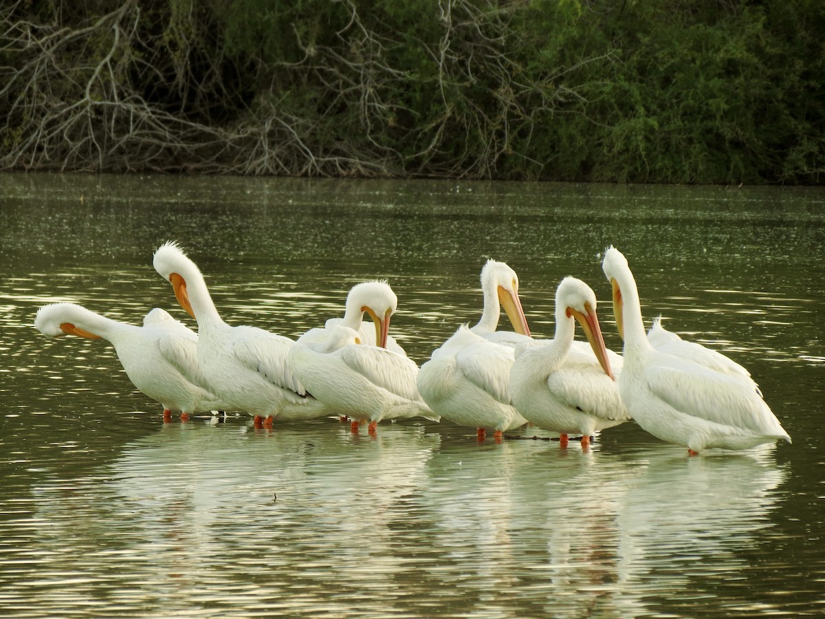 amerikapelikan - ML646949959