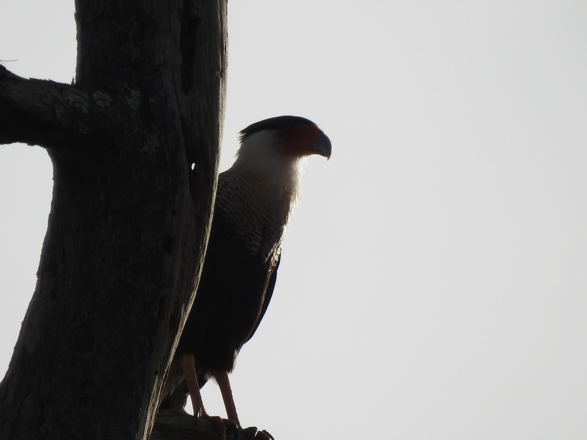 Crested Caracara - ML646949961
