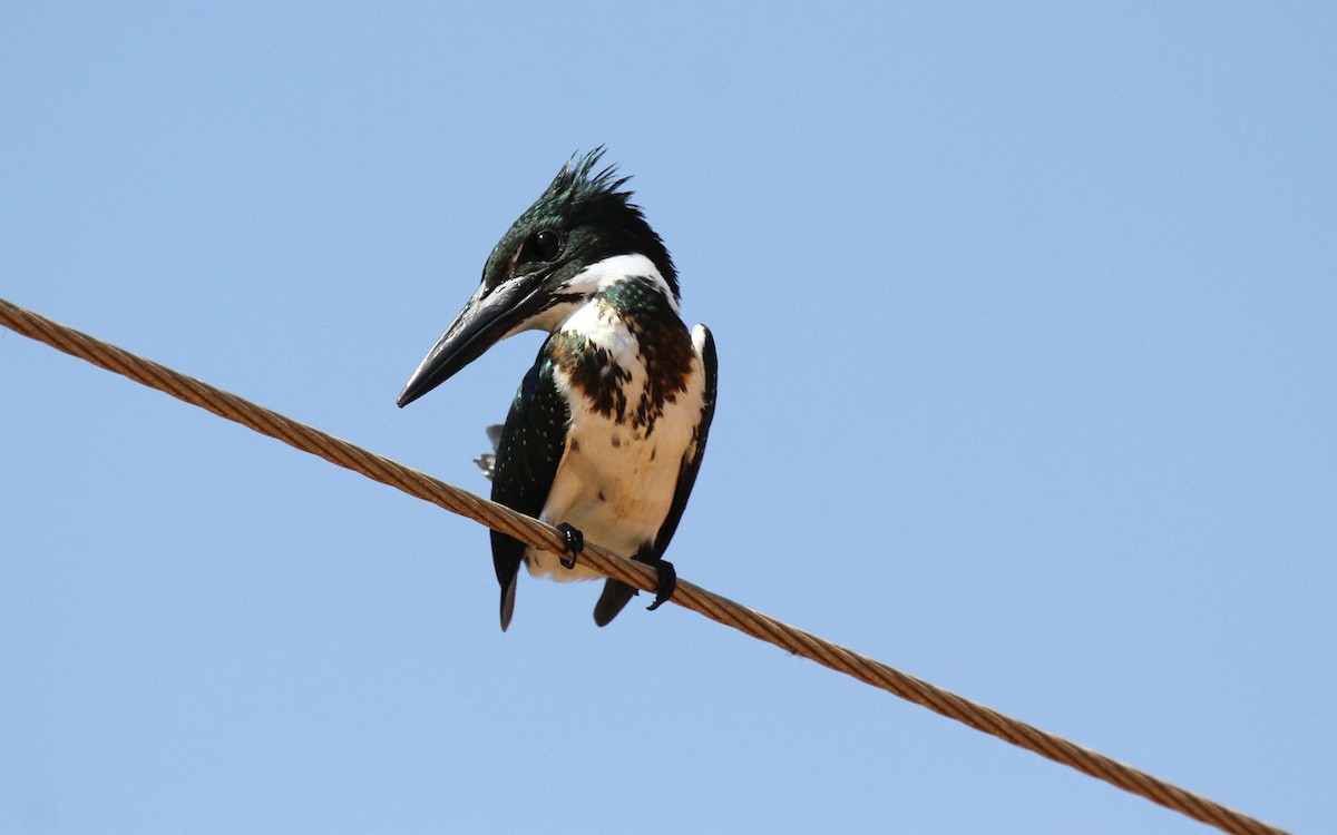 Amazon Kingfisher - ML646949970