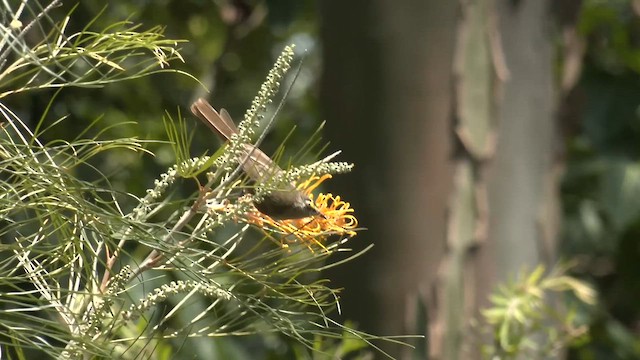 Yellow-faced Honeyeater - ML646949971