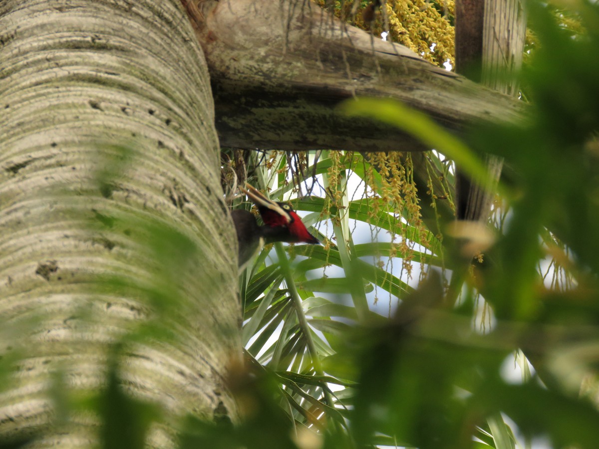 Picamaderos Dorsiblanco - ML646949973