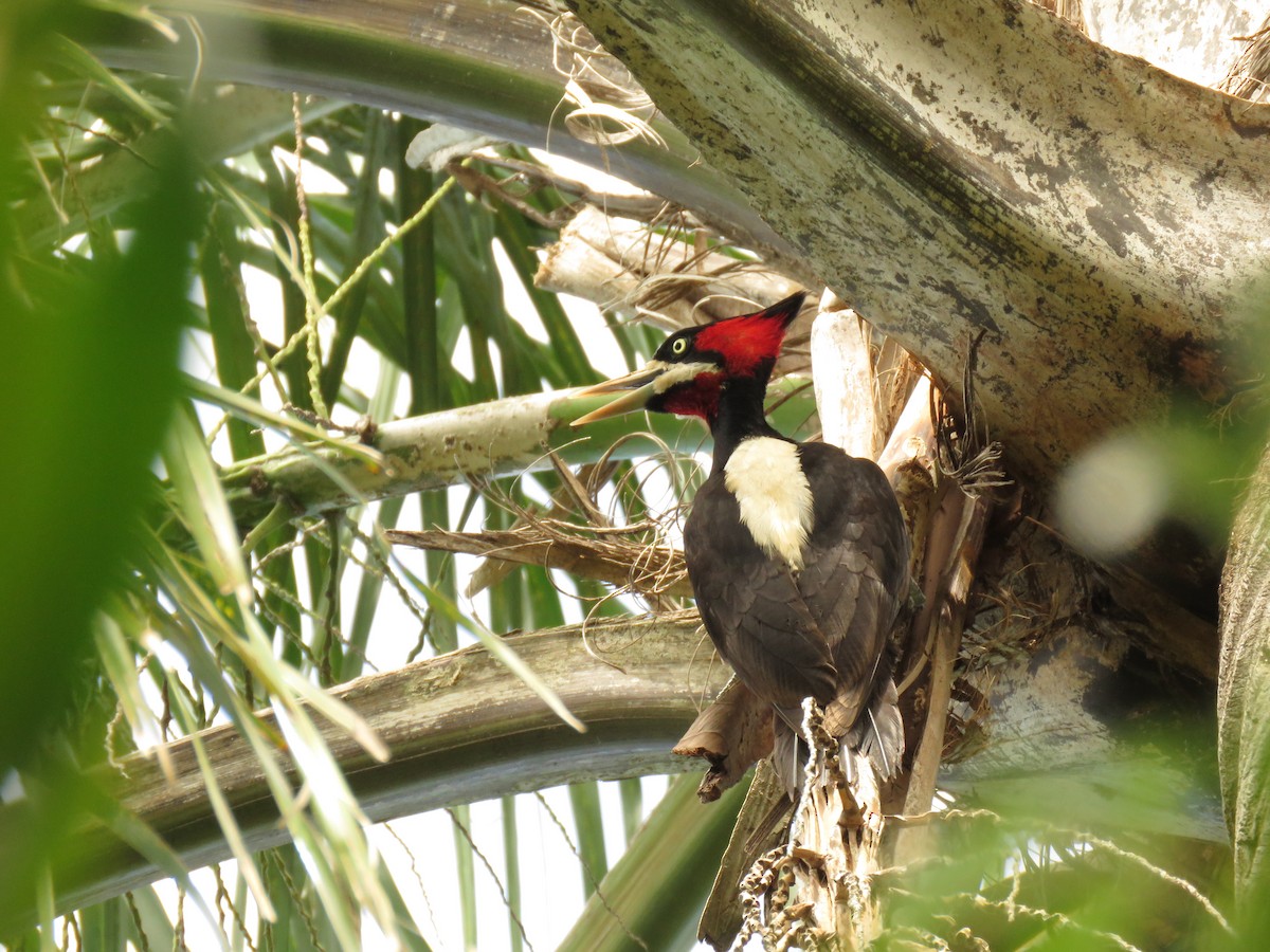 Picamaderos Dorsiblanco - ML646949974