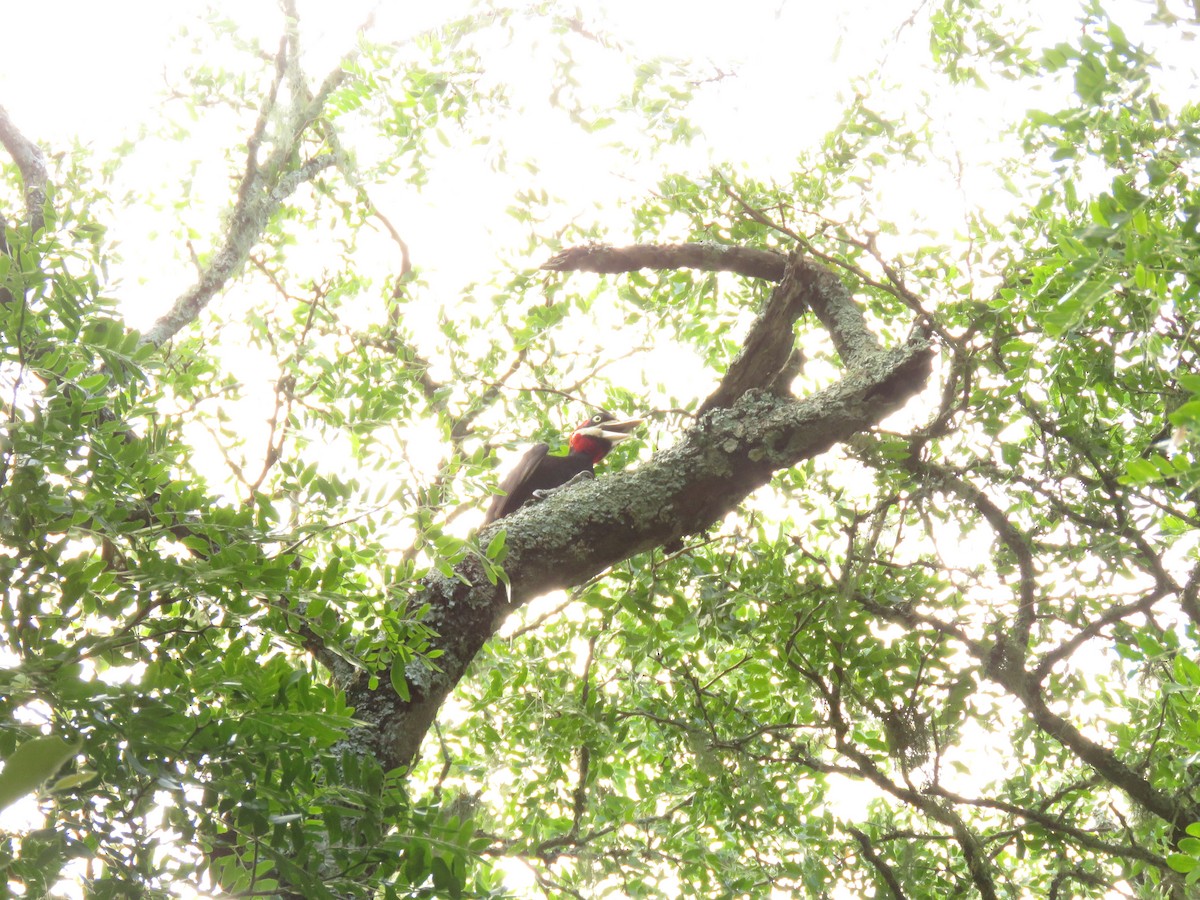 Picamaderos Dorsiblanco - ML646949975