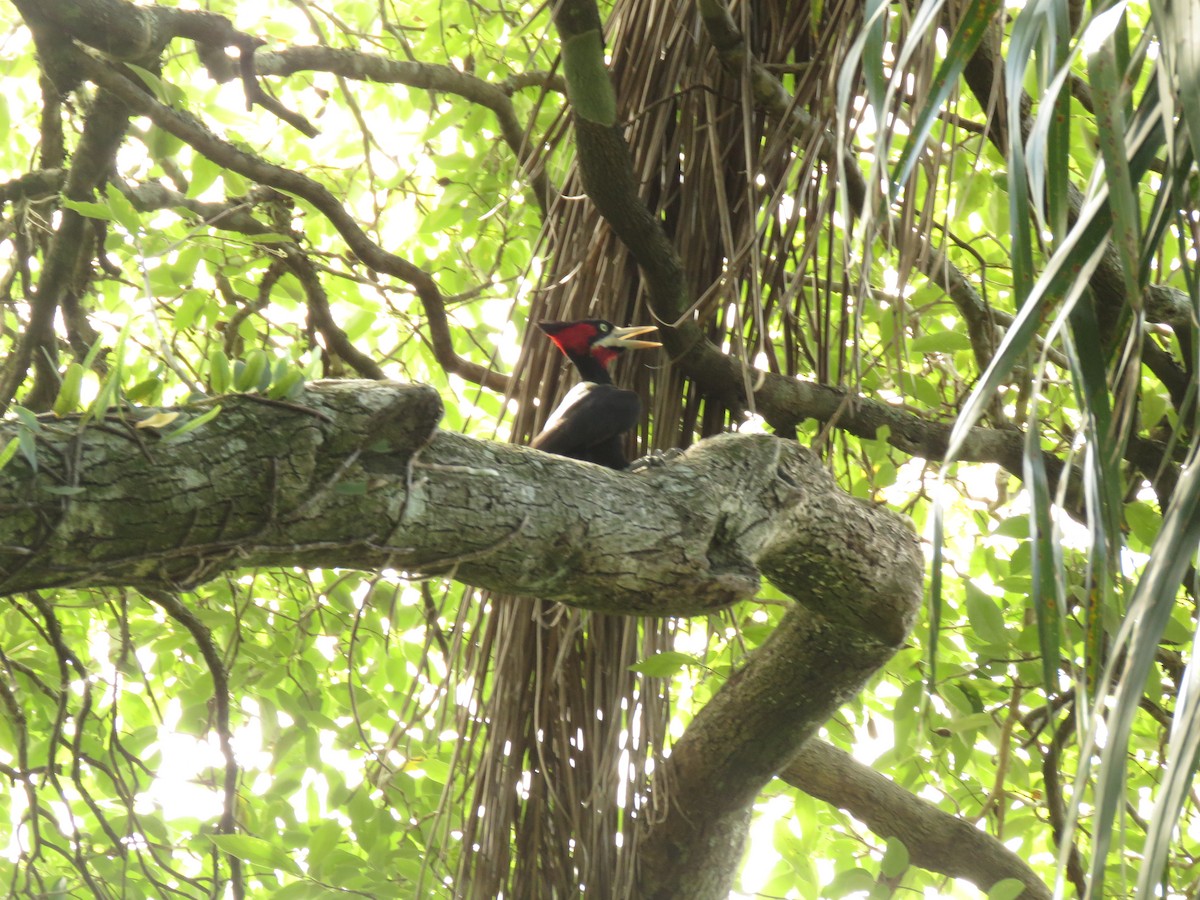 Picamaderos Dorsiblanco - ML646949976