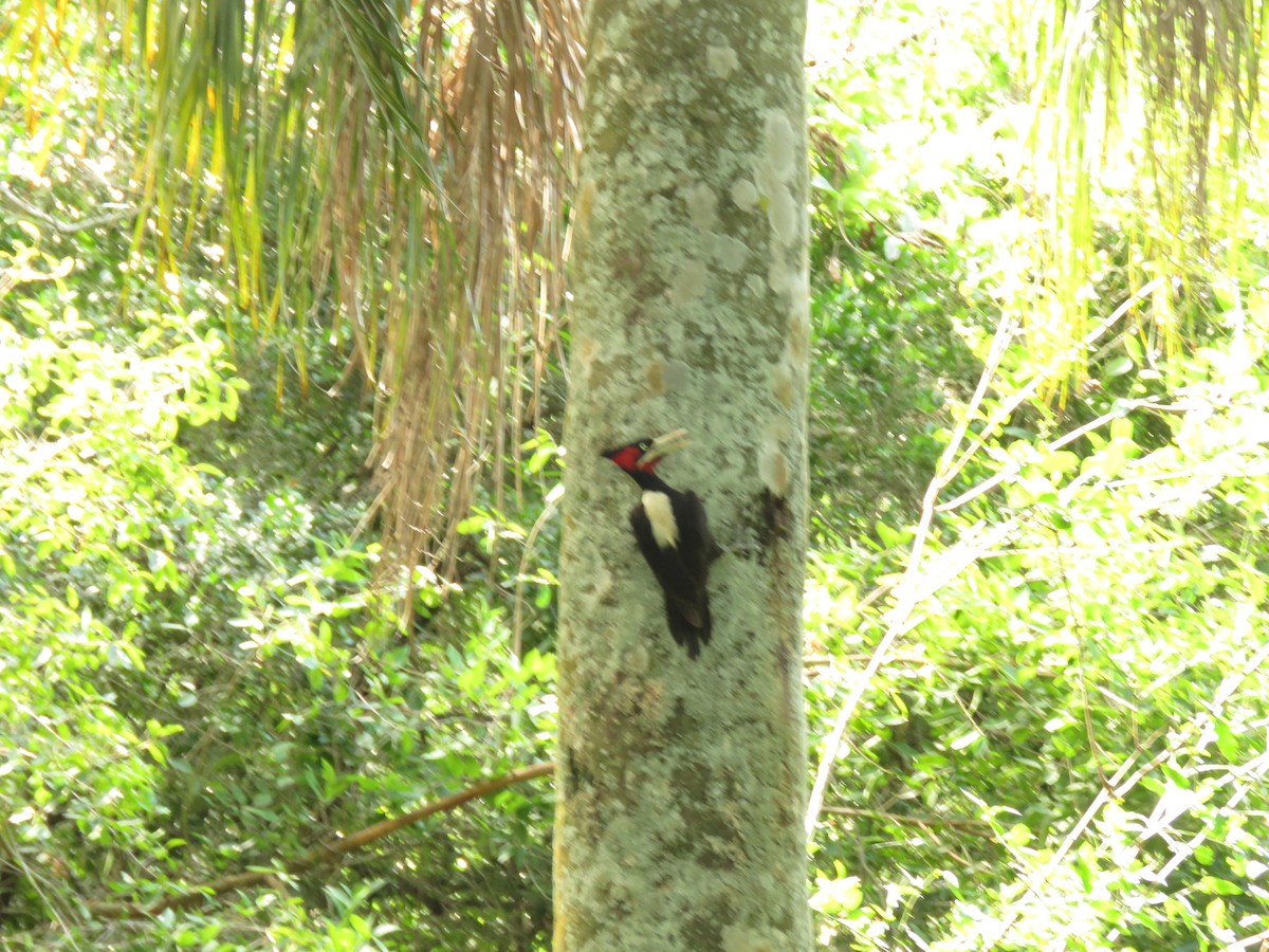 Picamaderos Dorsiblanco - ML646949977