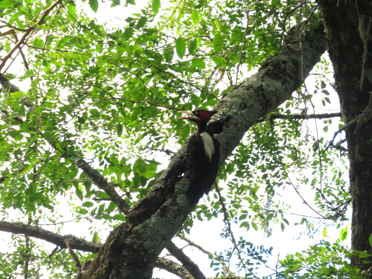 Picamaderos Dorsiblanco - ML646949978