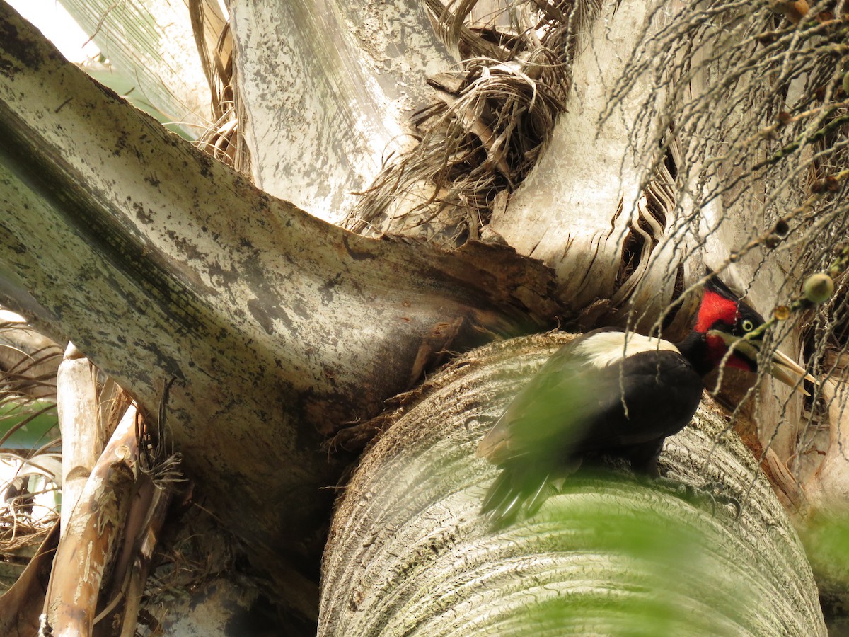 Picamaderos Dorsiblanco - ML646949979