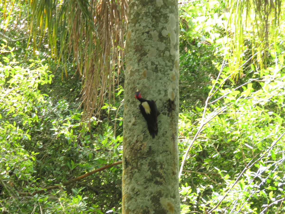 Picamaderos Dorsiblanco - ML646949980