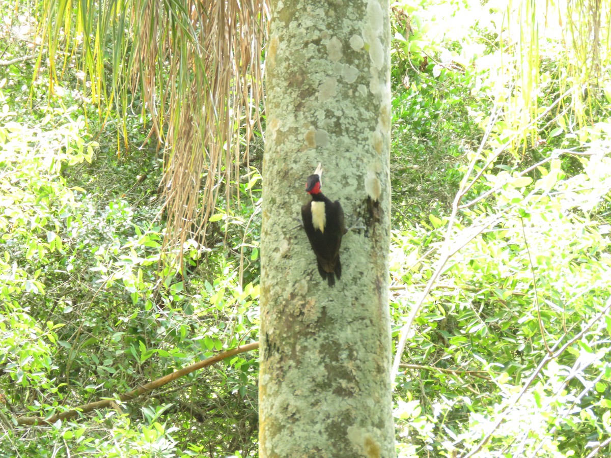 Picamaderos Dorsiblanco - ML646949981