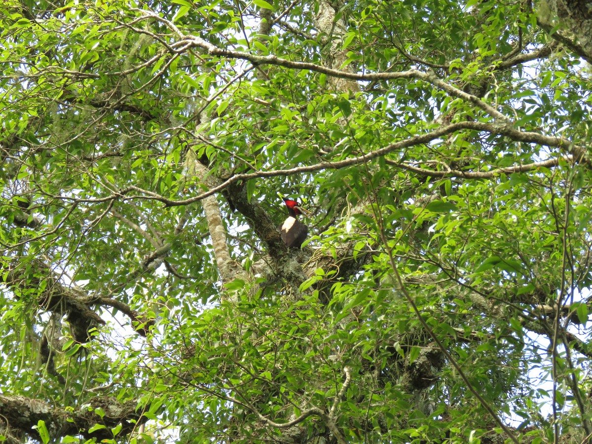 Picamaderos Dorsiblanco - ML646949982