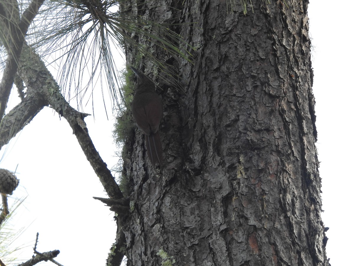 Northern Barred-Woodcreeper - ML646949984