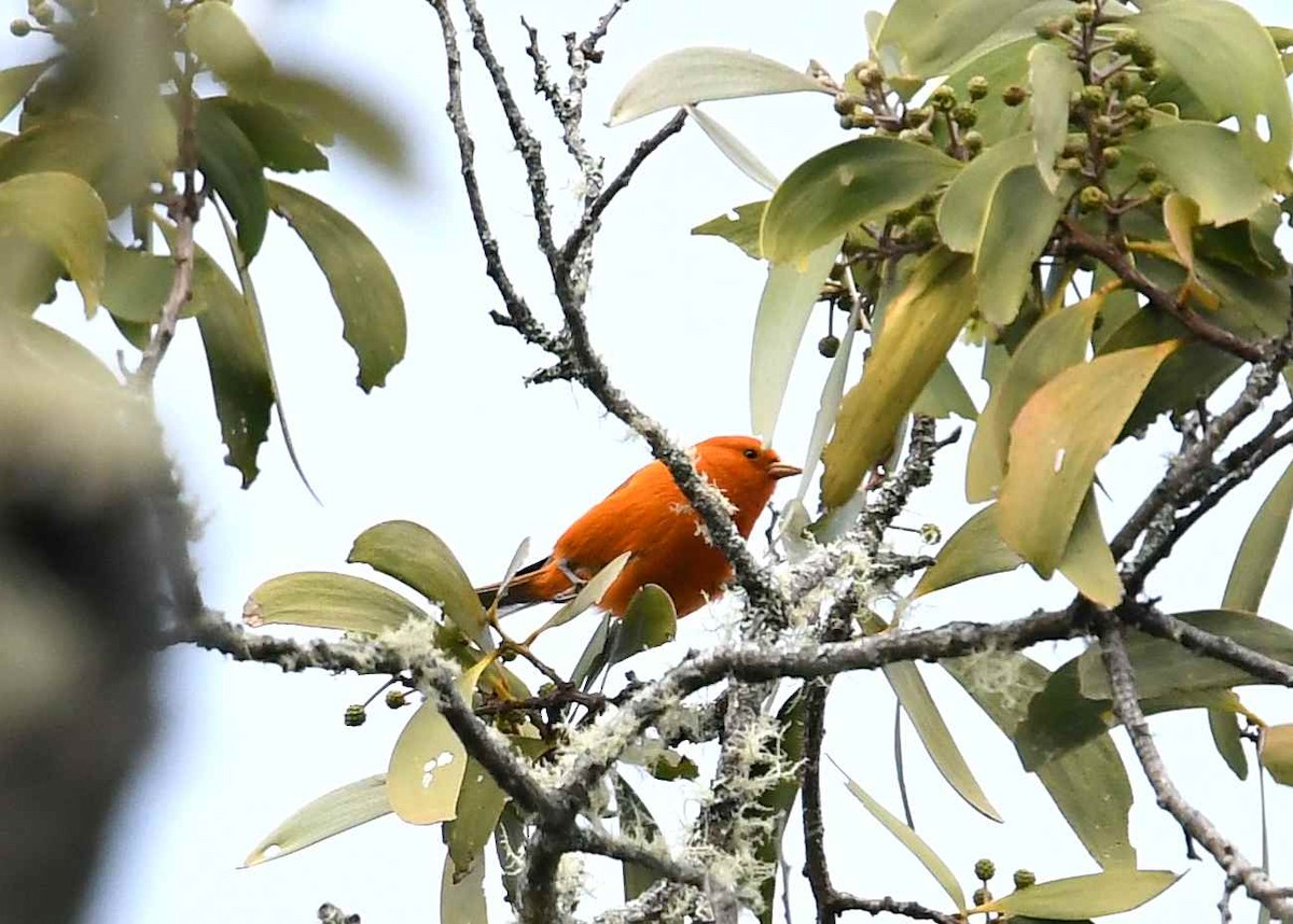 コバシハワイミツスイ - ML646949986