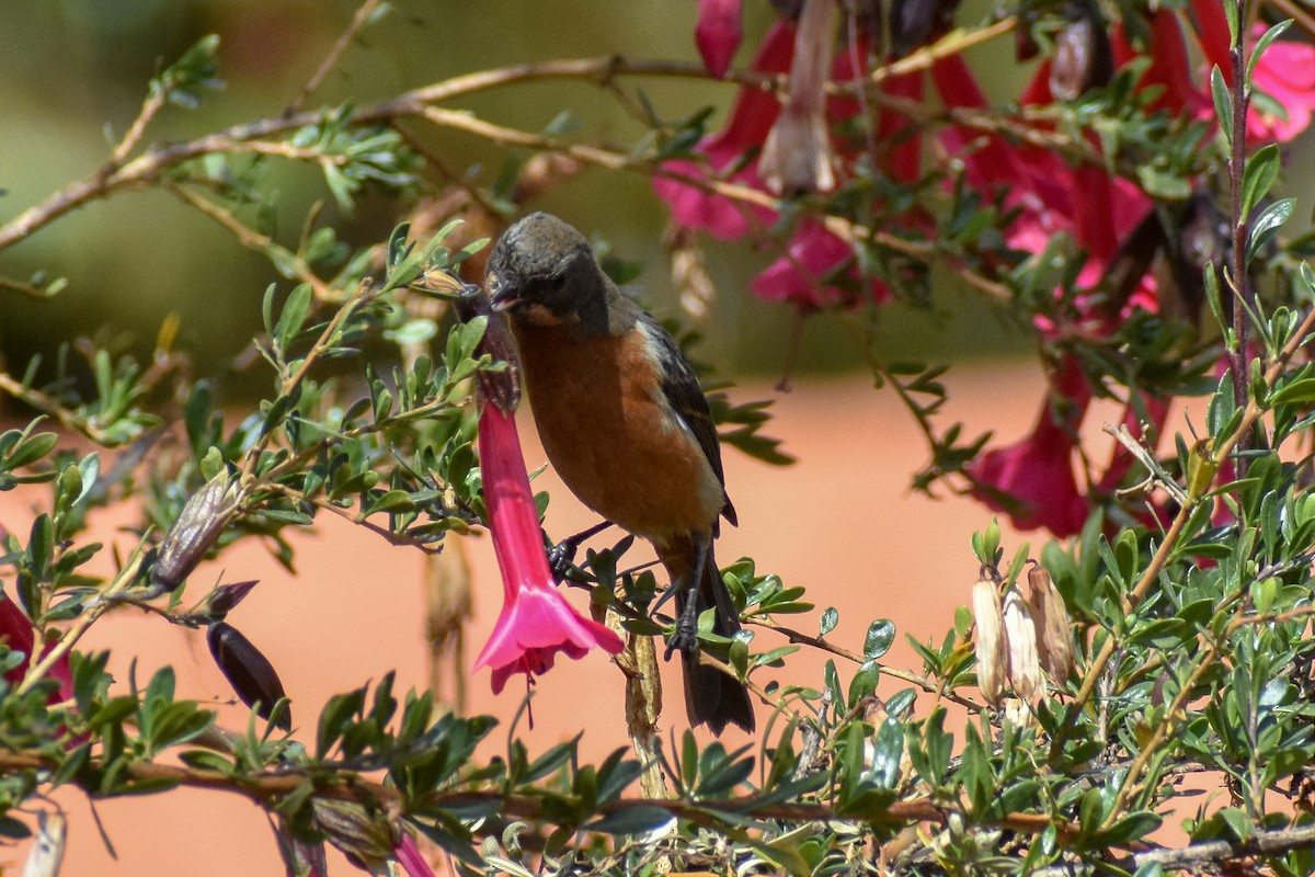 Black-throated Flowerpiercer - ML646949990