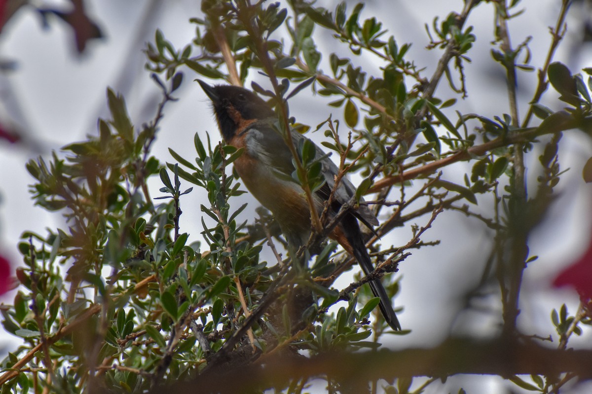 Black-throated Flowerpiercer - ML646949991
