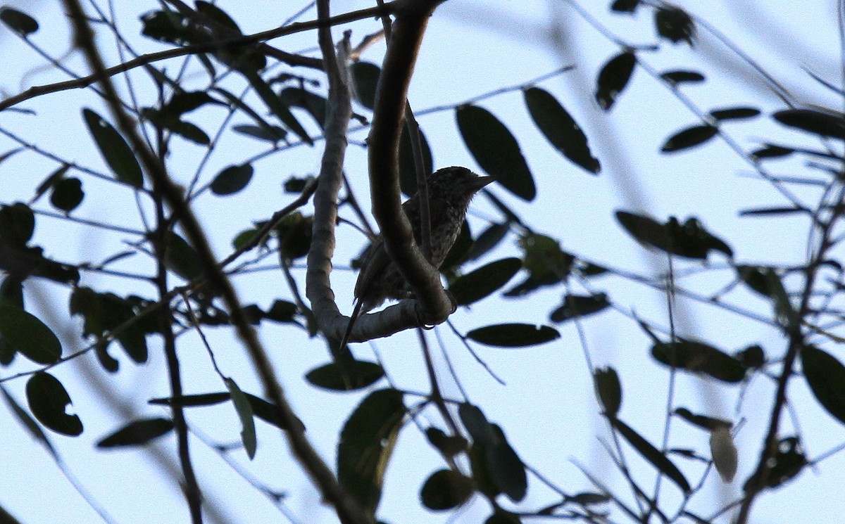 White-wedged Piculet - ML646949995