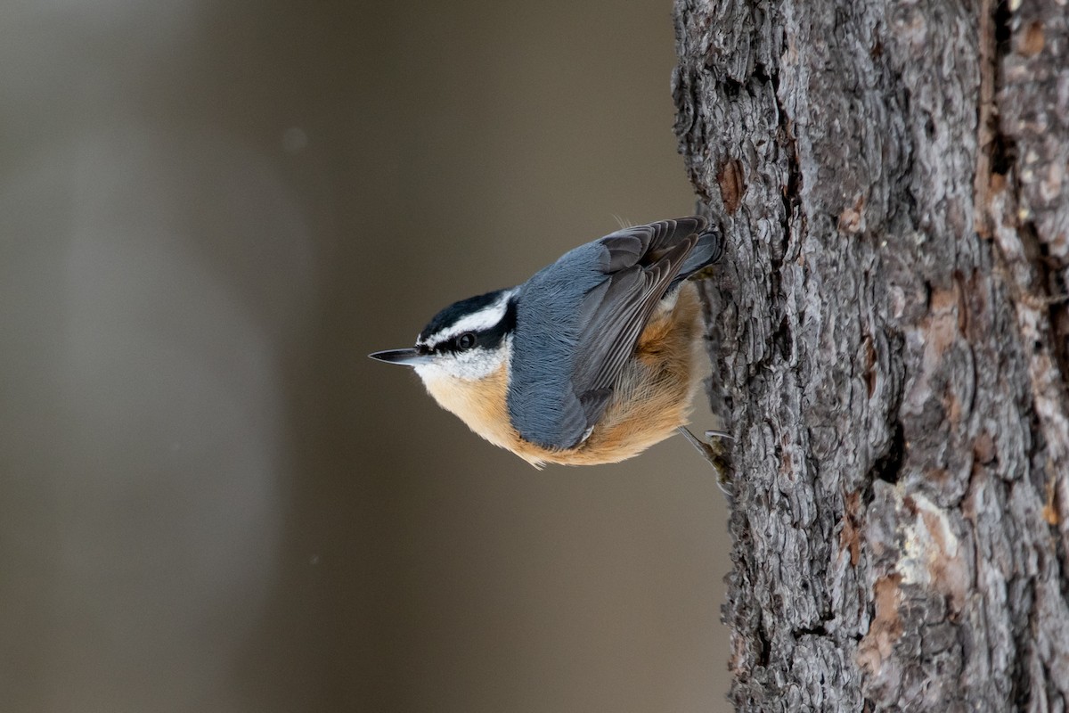 Red-breasted Nuthatch - ML646949997