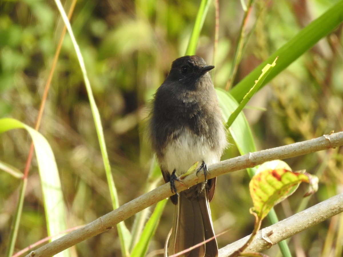 Black Phoebe - ML646949998