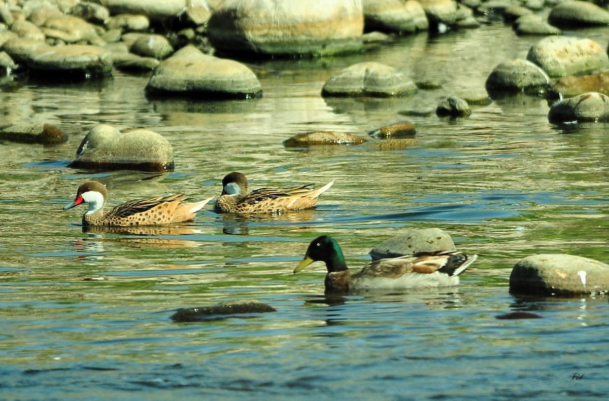 Mallard - ML646949999