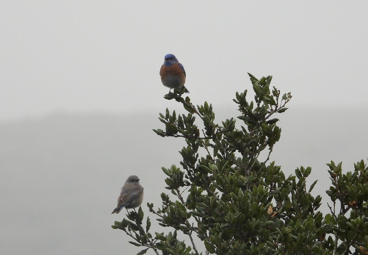 Western Bluebird - ML646950000