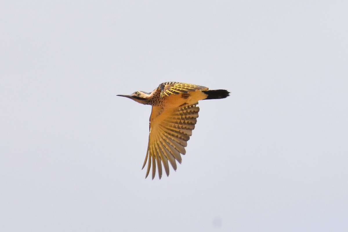 Andean Flicker - ML646950002