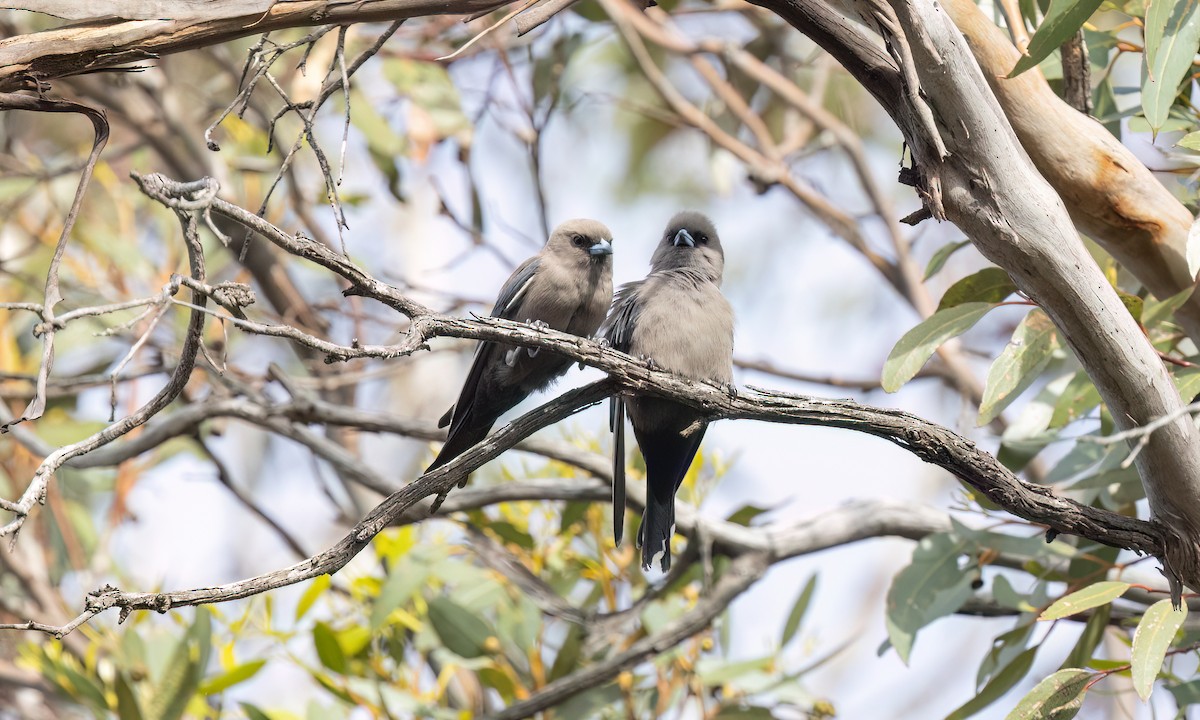 Dusky Woodswallow - ML646950004
