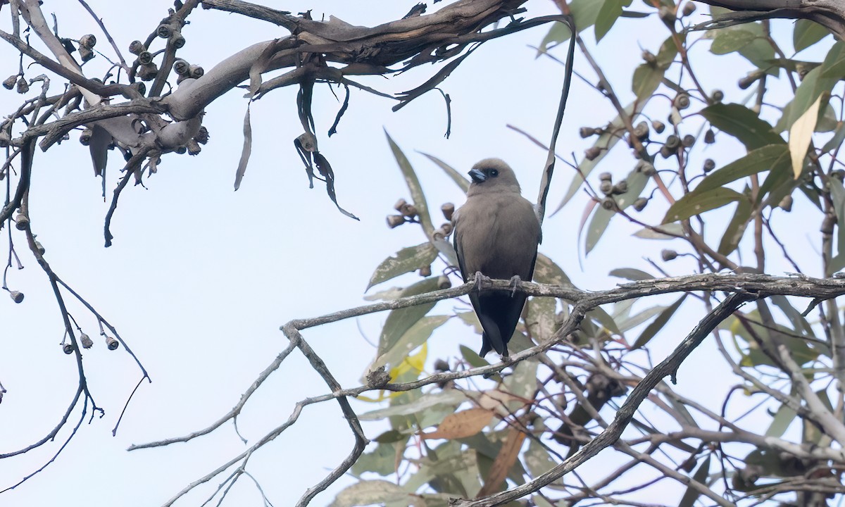 Dusky Woodswallow - ML646950005