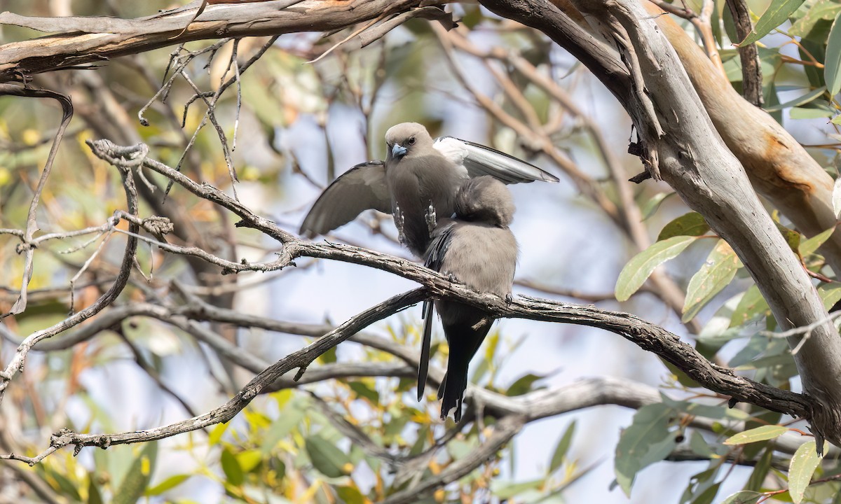 Dusky Woodswallow - ML646950006