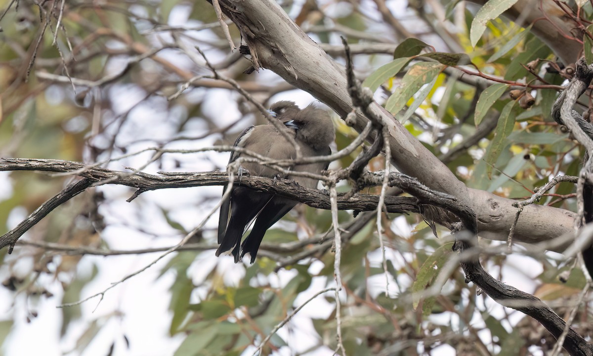 Dusky Woodswallow - ML646950007