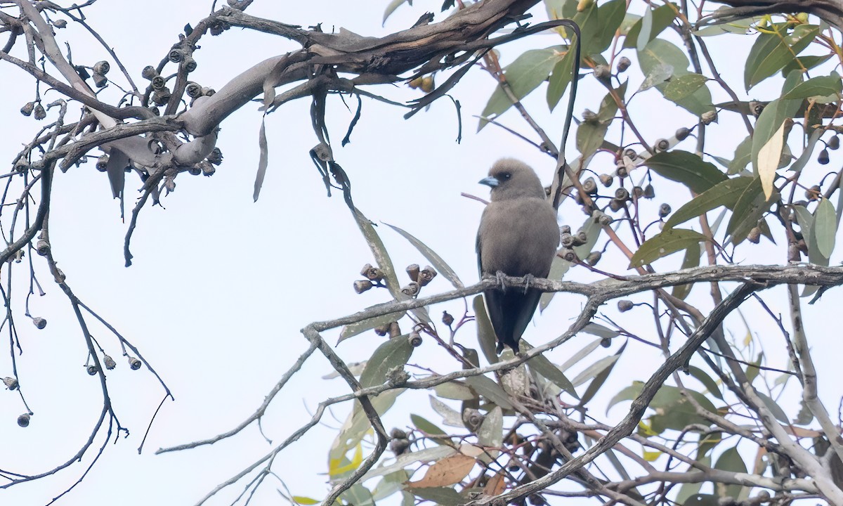 Dusky Woodswallow - ML646950008
