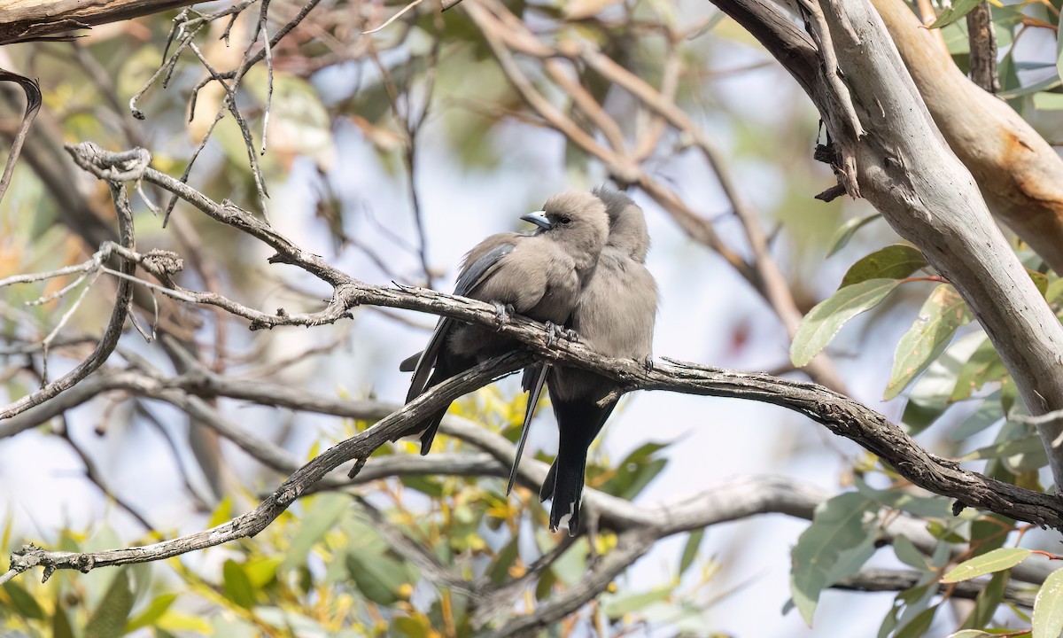 Dusky Woodswallow - ML646950009