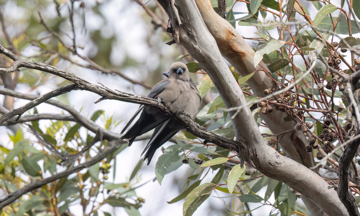Dusky Woodswallow - ML646950010