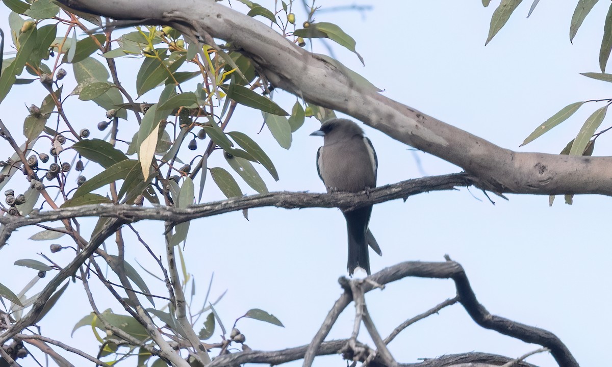 Dusky Woodswallow - ML646950011