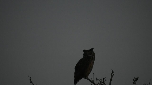 Great Horned Owl - ML646950012