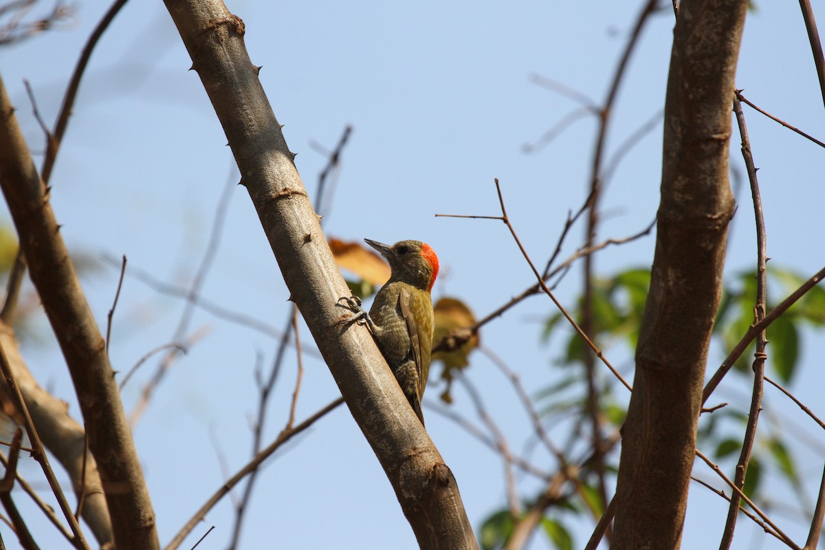 Little Woodpecker - ML646950013